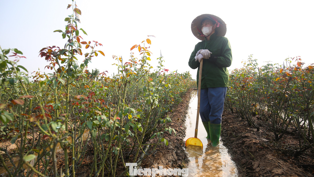 Người nông dân tại làng hoa Mê Linh cho biết, họ đang tích cực chăm sóc cho hoa hồng của mình, với hy vọng sẽ có một mùa Tết Nguyên đán thuận lợi, thu lại khoản lỗ của đợt bão vừa qua.