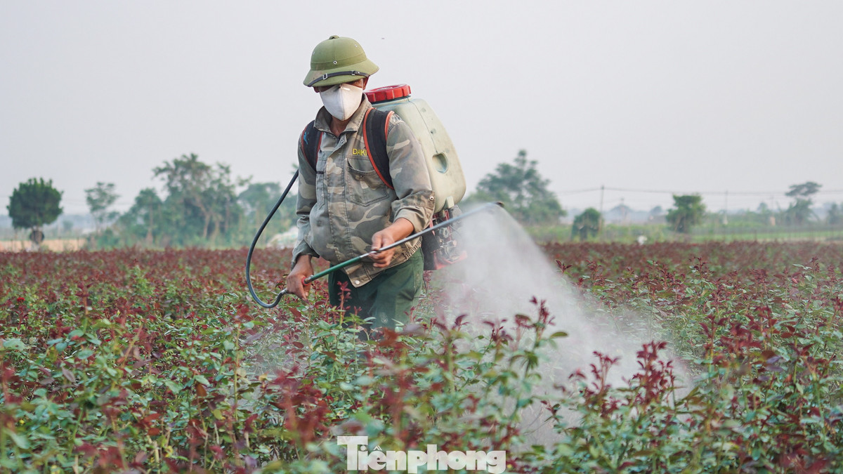 Ghi nhận của PV báo Tiền Phong ngày 17/10, tại nhiều ruộng hoa ở xã Mê Linh (huyện Mê Linh, Hà Nội), khung cảnh vắng lặng bao trùm khi chỉ có rất ít người ra ruộng thu hoạch hoa. Nhiều ruộng hoa bỏ trống, trong khi người dân chỉ ra đồng để phun thuốc chăm sóc cây, thay vì chuẩn bị hoa cho ngày Phụ nữ Việt Nam như mọi năm.