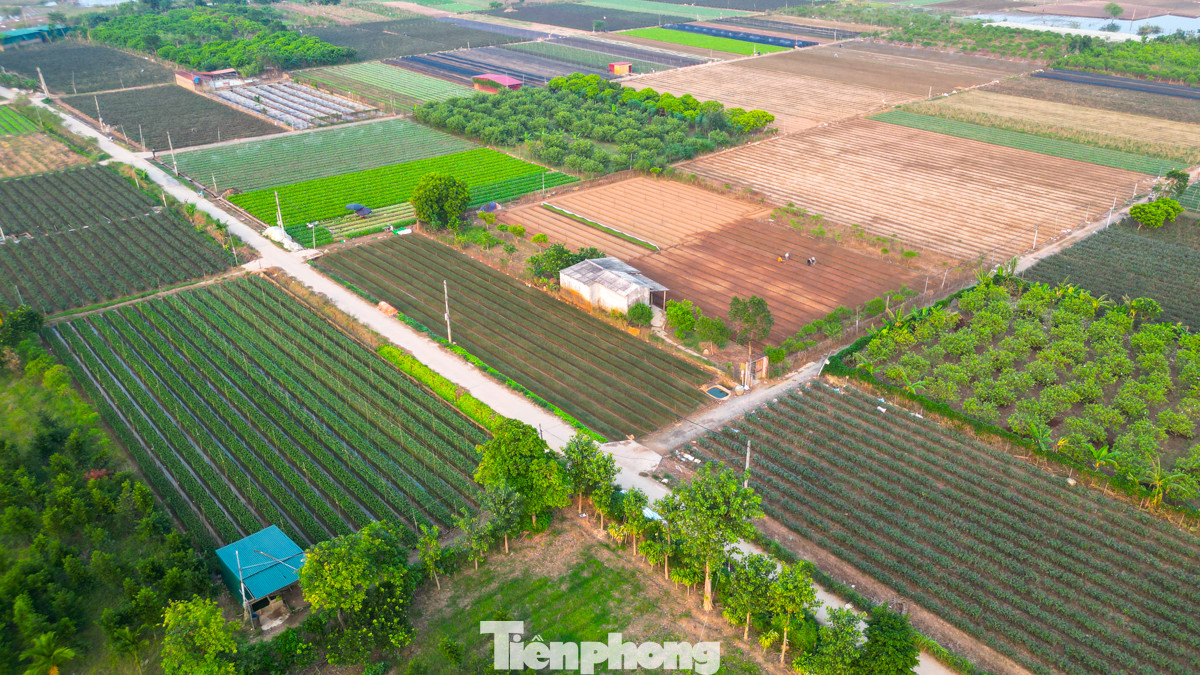 Nằm cách trung tâm Thủ đô khoảng gần 30 km, làng hoa Mê Linh được mệnh danh là Thủ phủ hoa hồng của Hà Nội. Hằng năm, cứ đến dịp 20/10, nơi đây thường nhộn nhịp với cảnh thu hoạch hoa và thương lái đến nhập hàng. Tuy nhiên, năm nay không khí lại trở nên vô cùng ảm đạm, vắng lặng.