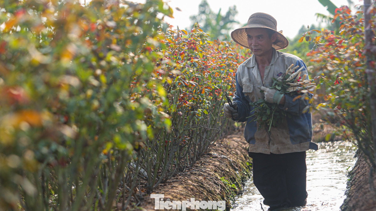 May mắn hơn gia đình cô Tuyền, ông Đức vẫn còn hơn 1 mẫu ruộng hoa hồng có thể thu hoạch cho dịp 20/10. Tuy nhiên, dù vườn có đến hàng trăm gốc hoa, ông chỉ thu được vài chục bông hoa hồng đạt chất lượng.