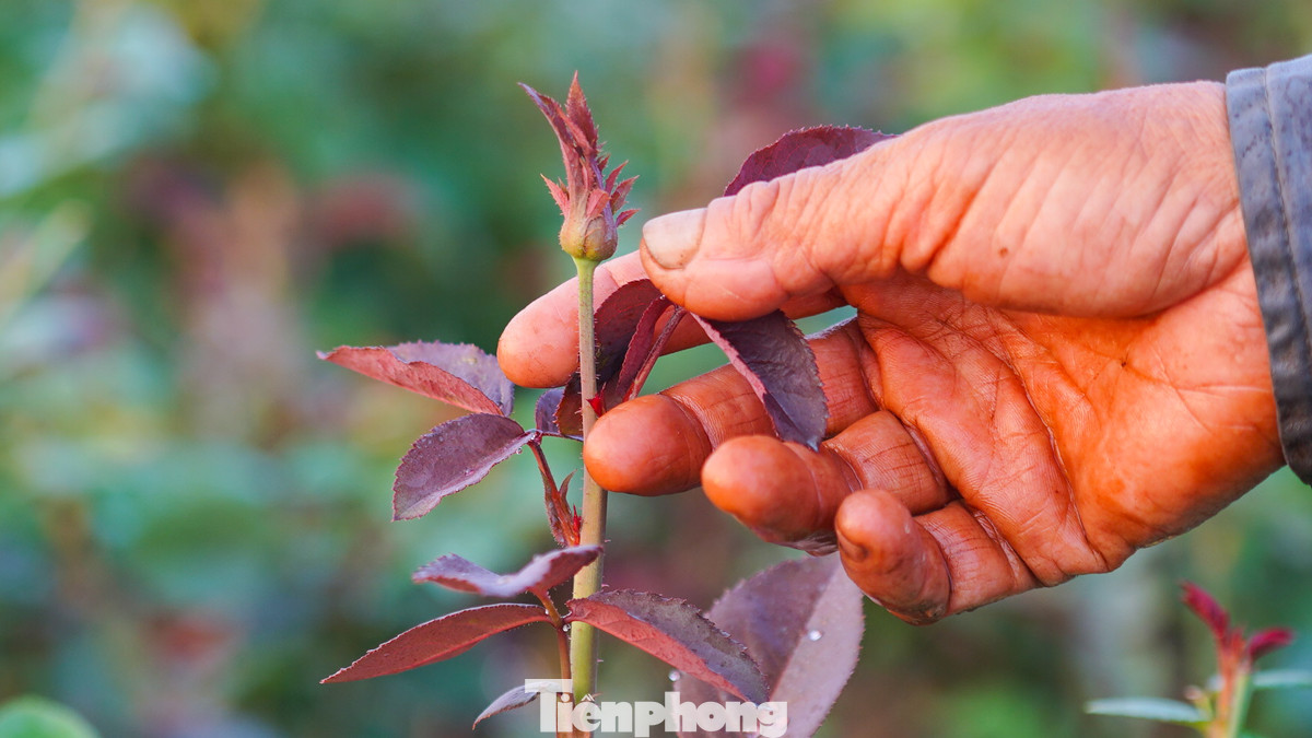 Cô Nguyễn Thị Tuyền, người trồng hoa gần 20 năm tại làng hoa Mê Linh chia sẻ, năm ngoái hoa hồng có giá từ 3.000 - 5.000 đồng/bông, giúp cô thu về lãi gần 20 triệu đồng bán vào dịp 20/10. Tuy nhiên, năm nay tình hình khó khăn hơn rất nhiều, sau bão, toàn bộ ruộng hoa của cô bị hỏng, phải trồng lại, không kịp thu hoạch vào ngày Phụ nữ Việt Nam.