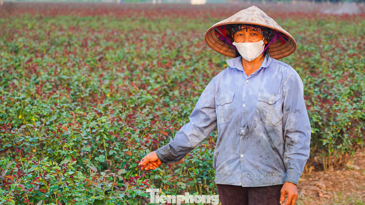 Cô Nguyễn Thị Tuyền, người trồng hoa gần 20 năm tại làng hoa Mê Linh chia sẻ, năm ngoái hoa hồng có giá từ 3.000 - 5.000 đồng/bông, giúp cô thu về lãi gần 20 triệu đồng bán vào dịp 20/10. Tuy nhiên, năm nay tình hình khó khăn hơn rất nhiều, sau bão, toàn bộ ruộng hoa của cô bị hỏng, phải trồng lại, không kịp thu hoạch vào ngày Phụ nữ Việt Nam.