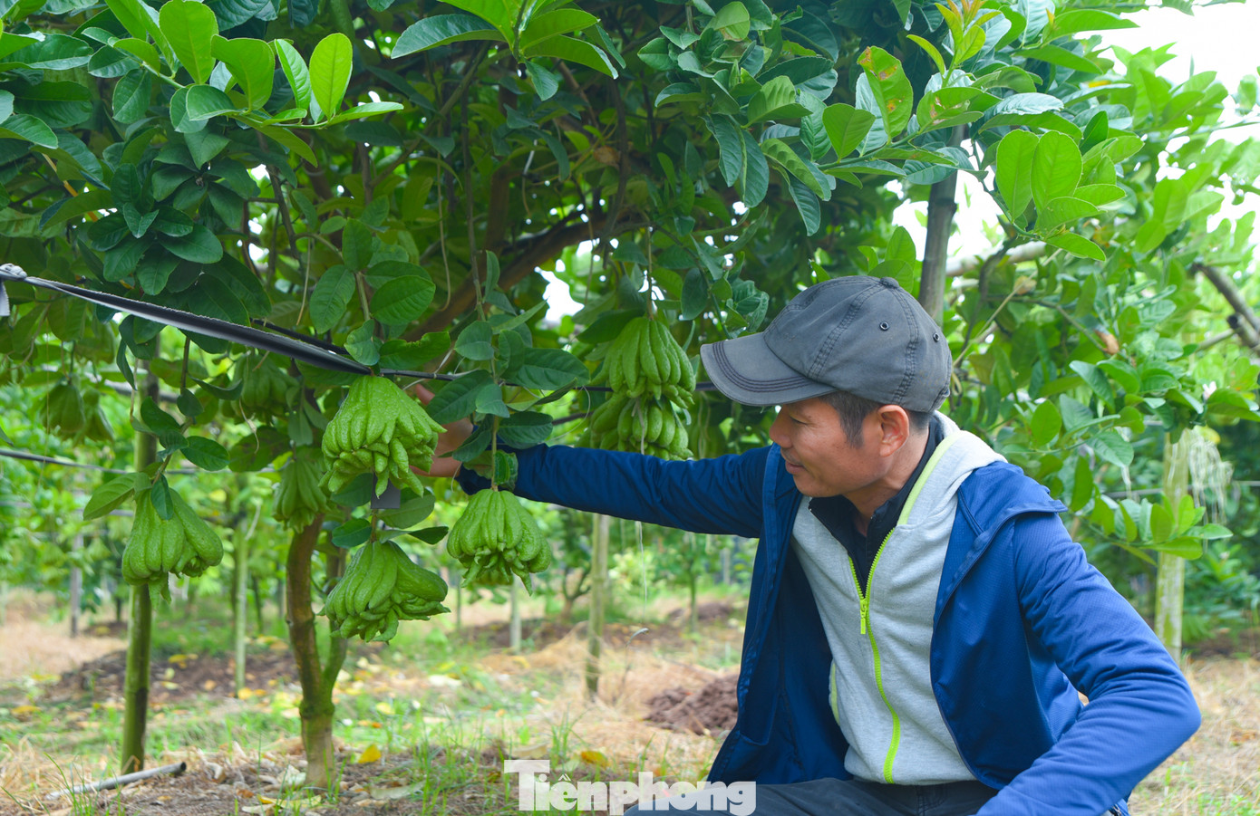 Anh Hoàng nhà có hơn 500 cây phật thủ đang ra quả, từ giờ đến Tết, tối nào anh cũng ở vườn để trông cây, phòng ngừa lúc thời tiết có thay đổi thất thường. "Mỗi cây sẽ cho ra từ 40-70 quả, dòng đời cây phật thủ rất ngắn chỉ khoảng 5 năm, sau đó là phải cải tạo đất. Tôi từng bán một quả phật thủ gần 10 triệu đồng vì quả đó rất đẹp", anh Hoàng chia sẻ.