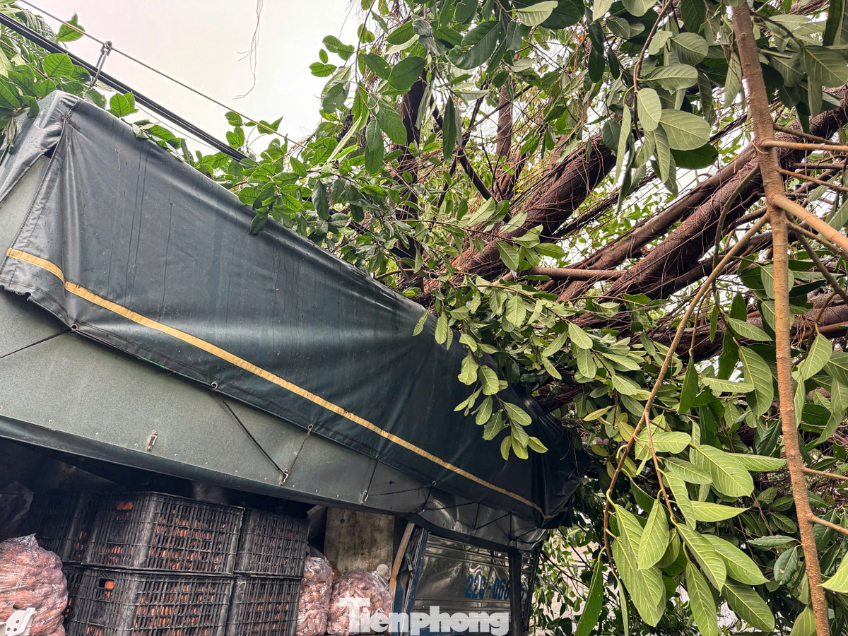 Gần cổng làng Cót, một chiếc xe tải chở đầy hàng hóa bị cây đổ đè lên, khiến cả một bánh xe bị nhấc bổng khỏi mặt đất.