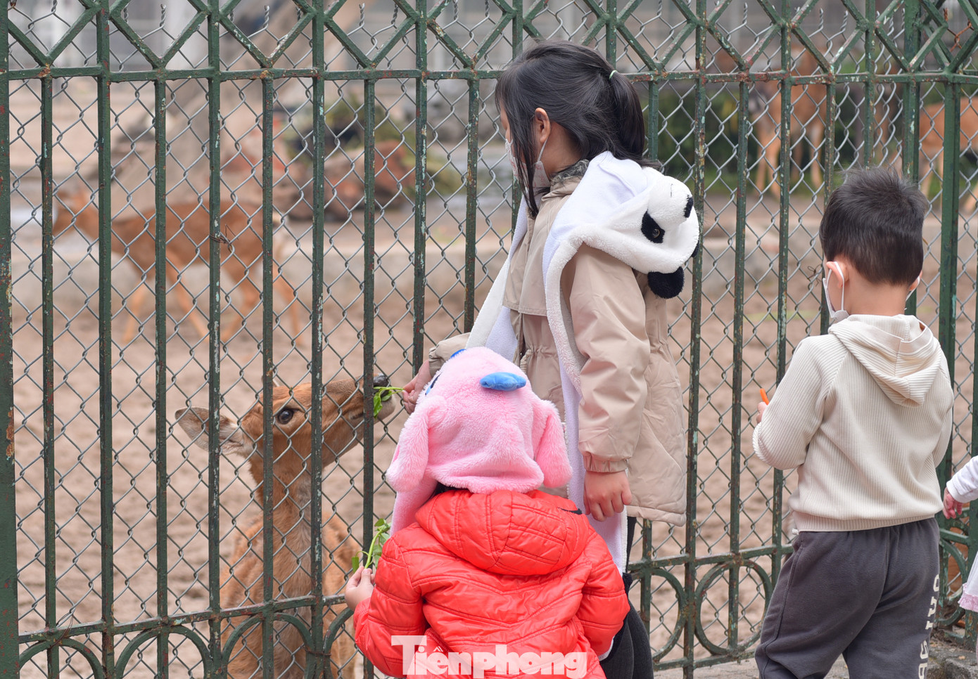 Các em nhỏ thích thú chơi với các trò chơi ngoài trời, cho các con thú ăn. Các em nhỏ thích thú chơi với các trò chơi ngoài trời, cho các con thú ăn.