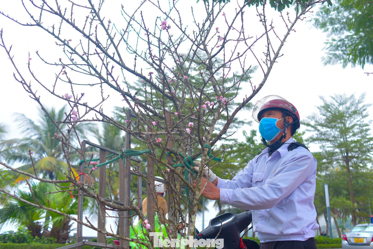 Nhiều người tranh thủ ra phố mua đào sớm. Nhiều người tranh thủ ra phố mua đào sớm.