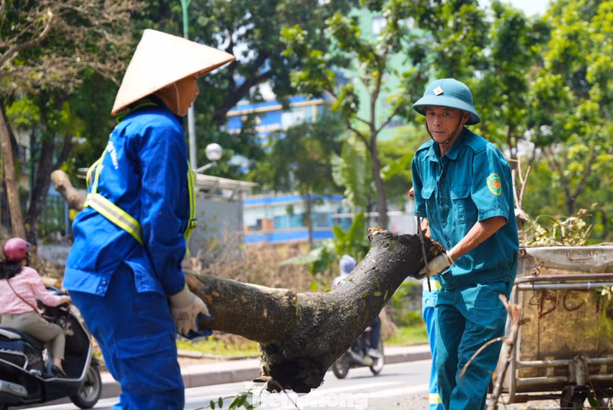 Dân quân tự vệ và công nhân vệ sinh cùng nhau chung tay, góp sức khẩn trương dọn dẹp những cây xanh bị đổ.