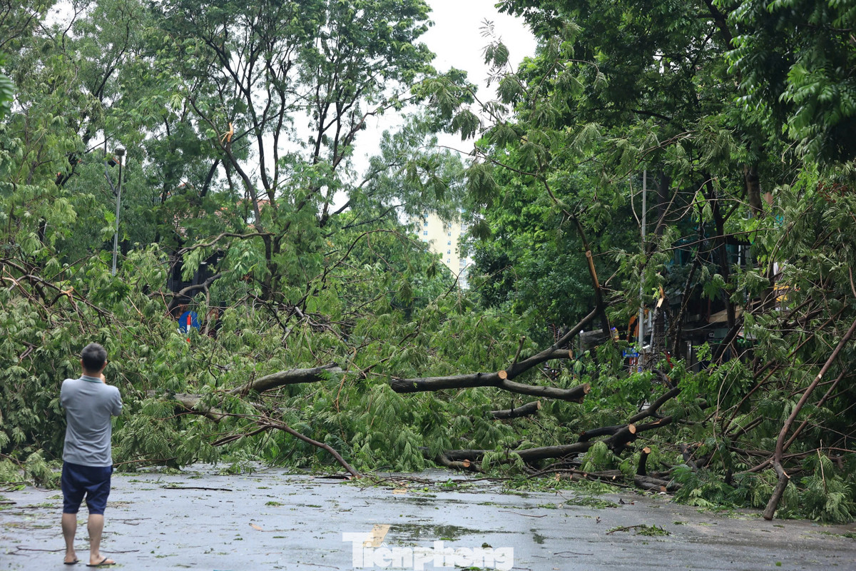 Theo ghi nhận của PV Tiền Phong, sáng sớm ngày 8/9, nhiều tuyến phố vốn nổi tiếng là đẹp ở Hà Nội đã bị tàn phá nặng nề sau cơn bão số 3. Cây cối hai bên đường đổ gãy la liệt, tạo nên khung cảnh tan hoang.