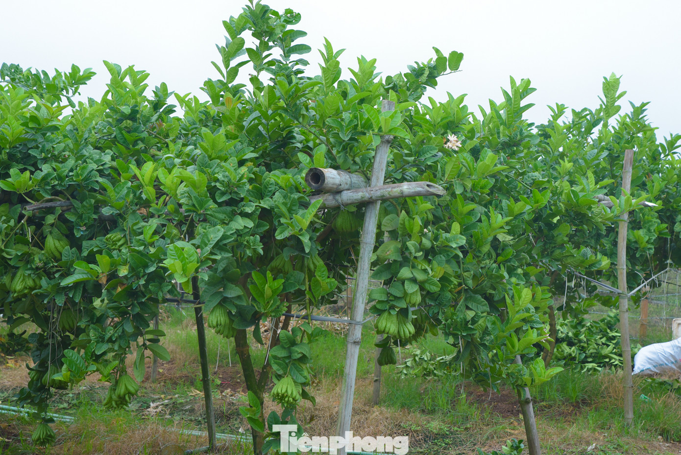 Được mệnh danh là loài cây cực kỳ khó tính, vì vậy cây phật thủ đòi hỏi được chăm sóc cẩn thận; các chủ vườn cũng phải tính toán, theo dõi sát sao thời tiết.