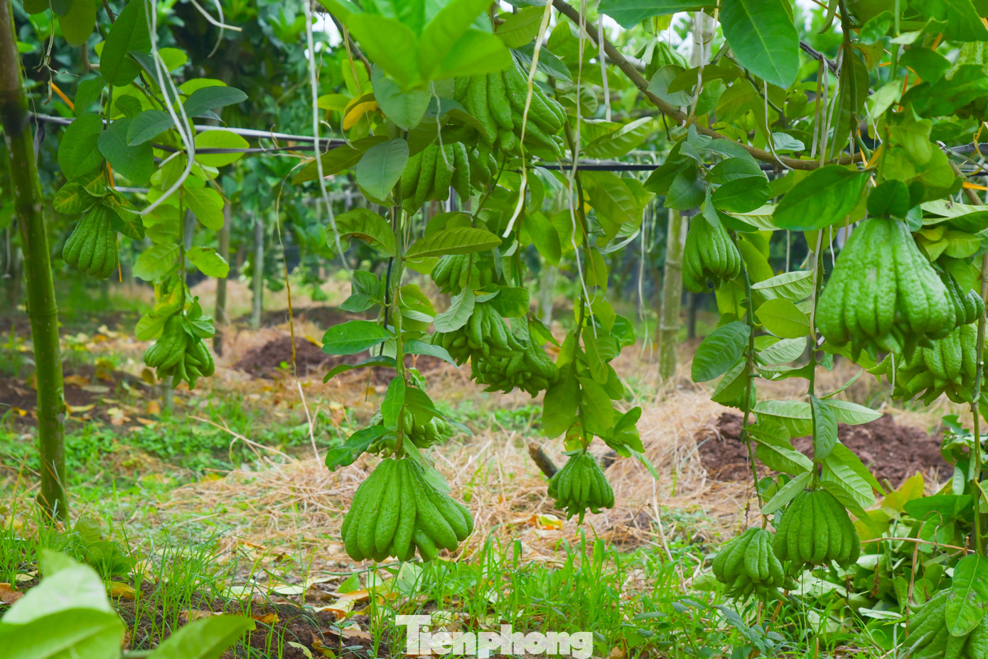 Được mệnh danh là loài cây cực kỳ khó tính, vì vậy cây phật thủ đòi hỏi được chăm sóc cẩn thận; các chủ vườn cũng phải tính toán, theo dõi sát sao thời tiết.