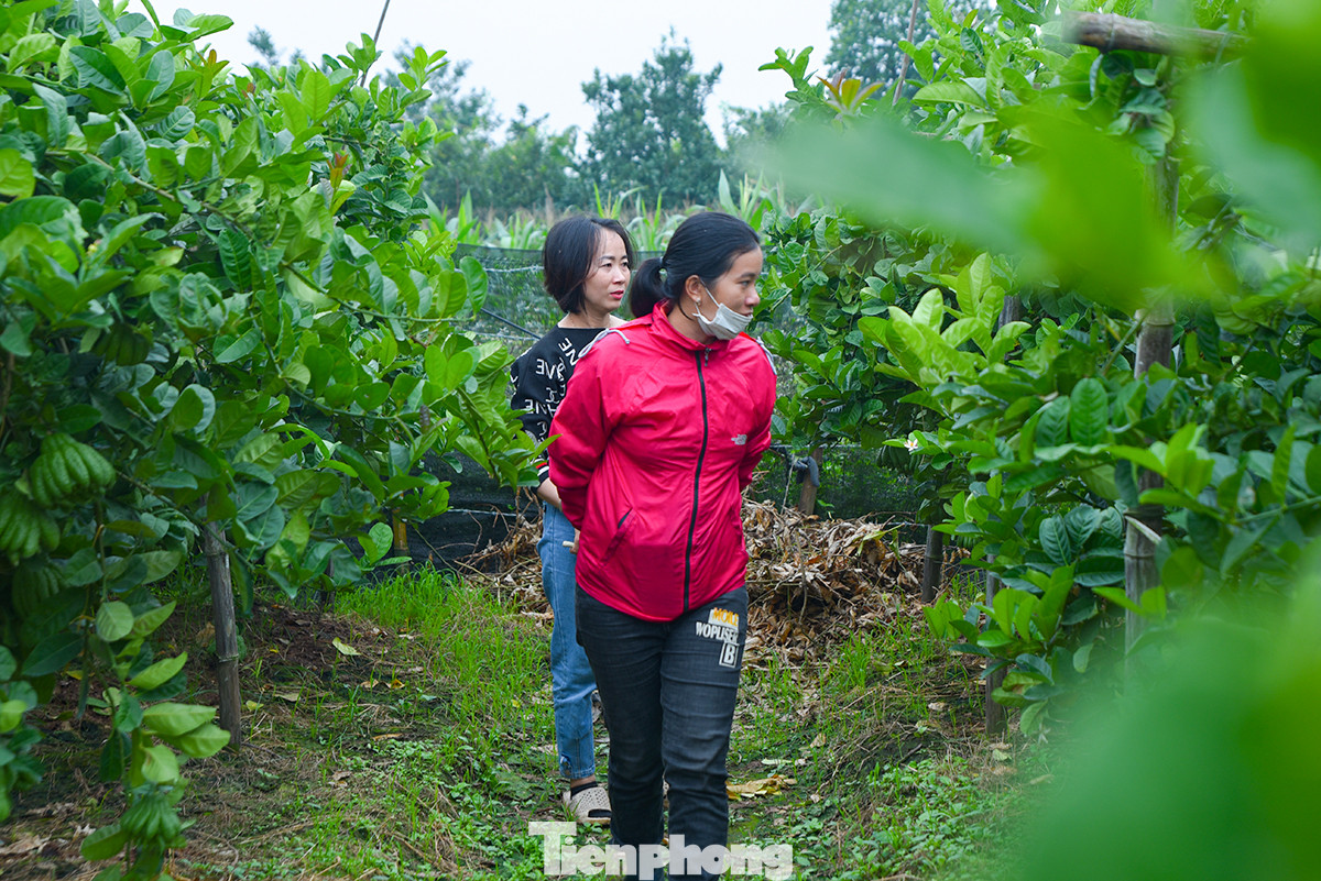 Chị Thảo cẩn thận thăm vườn, xem chất lượng quả phật thủ để chuẩn bị cho đợt Tết.