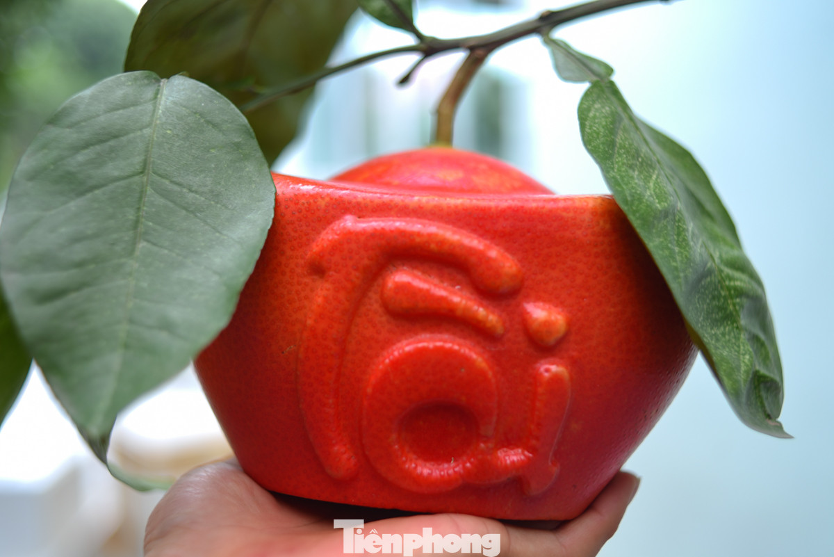 Không chỉ có bưởi đỏ thường, người dân nơi đây còn tạo hình thỏi vàng "tài - lộc" cho bưởi. "Bưởi tạo hình giá cao hơn rất nhiều bởi sự kỳ công trong việc làm khuôn, chăm sóc quả. Giá bưởi tạo hình chữ tài, lộc dao động 400.000 đồng - 600.000 đồng/cặp", anh Lương Quyết chia sẻ.