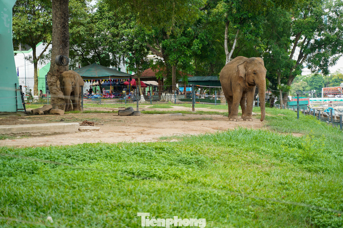Nhiều em lạ lẫm khi lần đầu nhìn thấy chú voi, sư tử, hươu sao, vượn...
