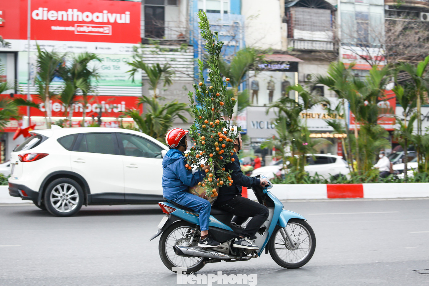 Quất có quả vàng rực, biểu trưng cho sự thịnh vượng và may mắn. Nhiều gia đình chọn mua những chậu quất dịp Tết để bày biện trong nhà, nhất là ở những vị trí như bàn thờ, phòng khách hay cửa ra vào.