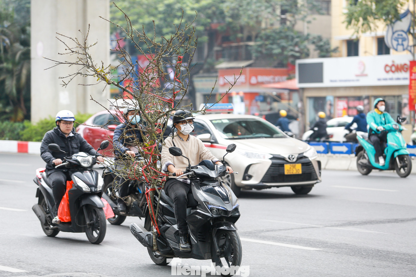 Những cành hoa mận, lê mang vẻ đẹp của núi rừng cũng xuất hiện nhiều ở Thủ đô.