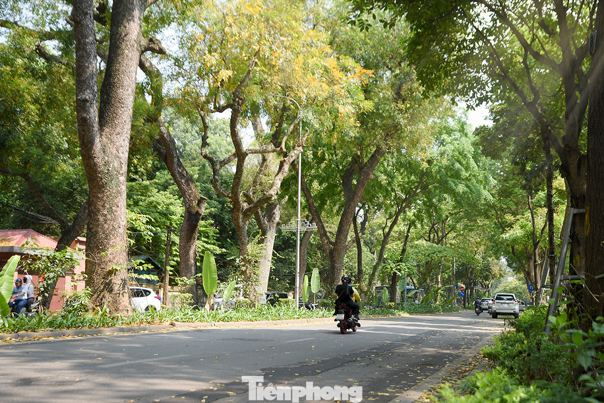 Phố Hoàng Diệu yên bình nằm soi mình dưới những hàng xà cừ xanh mướt được đánh số thứ tự đã trở thành hình ảnh quen thuộc với người dân Hà Nội.