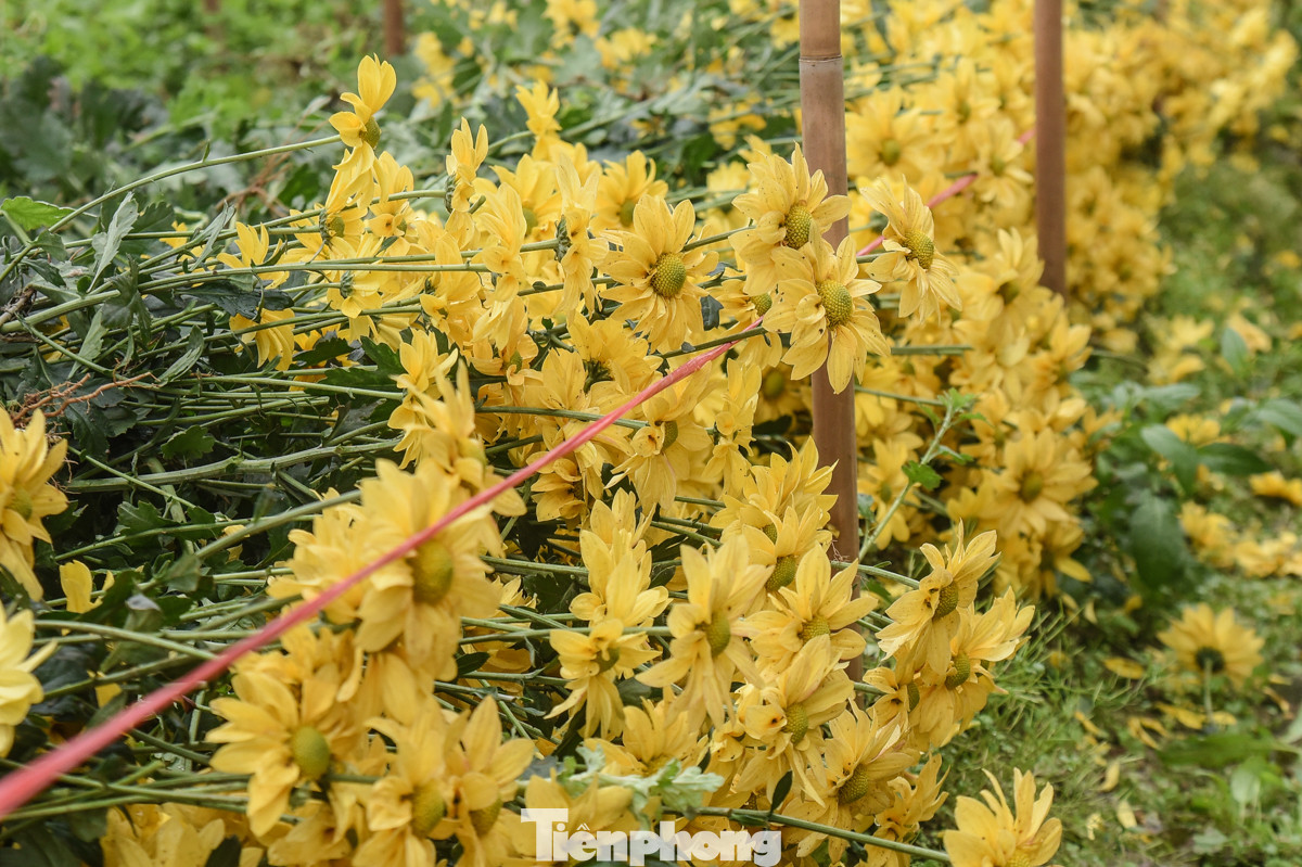 Nhiều người dân ở Làng hoa Tây Tựu (quận Bắc Từ Liêm) tranh thủ thu hoạch hoa sớm vì thời tiết mưa ảnh hưởng đến sự phát triển của cây.