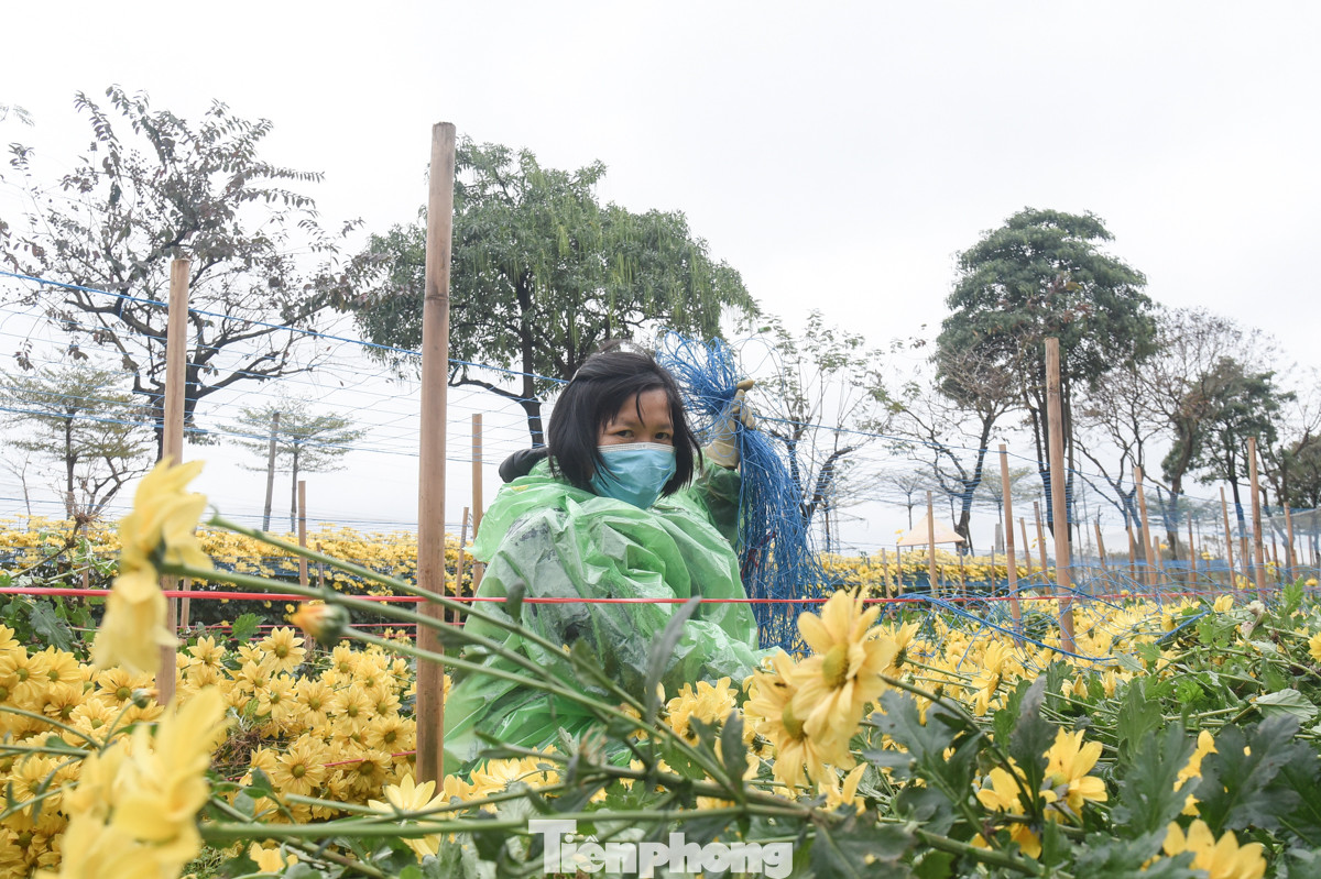 Nhiều người dân ở Làng hoa Tây Tựu (quận Bắc Từ Liêm) tranh thủ thu hoạch hoa sớm vì thời tiết mưa ảnh hưởng đến sự phát triển của cây.