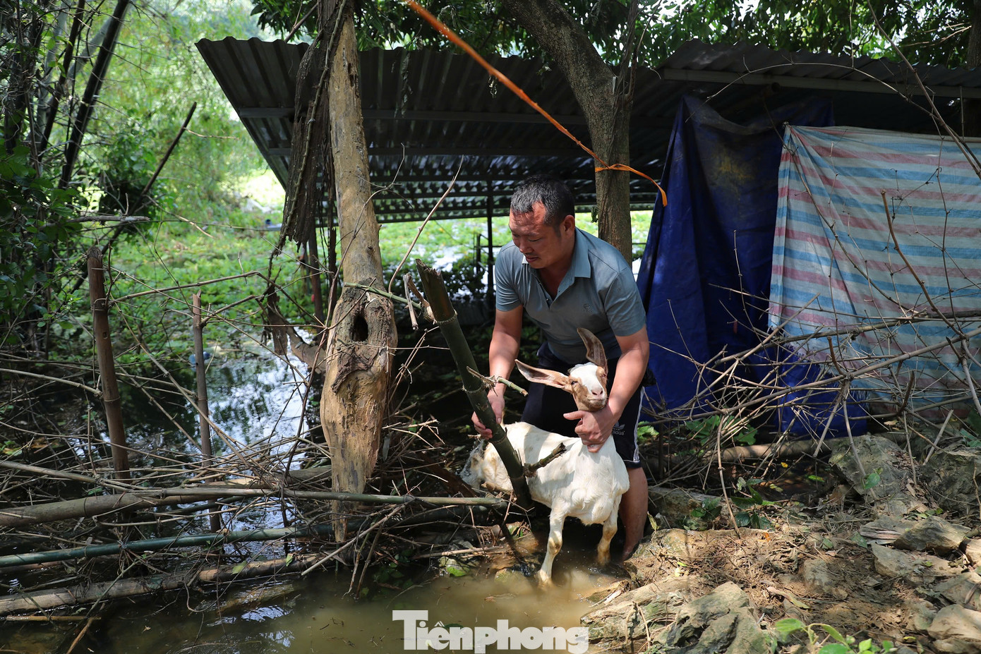 Gia đình anh Chu Văn Nhã vừa nuôi gà, lợn và dê. Ngay khi nước dâng cao, anh Nhã đã cho đàn dê lên ngọn núi nhà người quen để chờ đến khi nước rút rồi đưa về. Gia đình anh Chu Văn Nhã vừa nuôi gà, lợn và dê. Ngay khi nước dâng cao, anh Nhã đã cho đàn dê lên ngọn núi nhà người quen để chờ đến khi nước rút rồi đưa về.