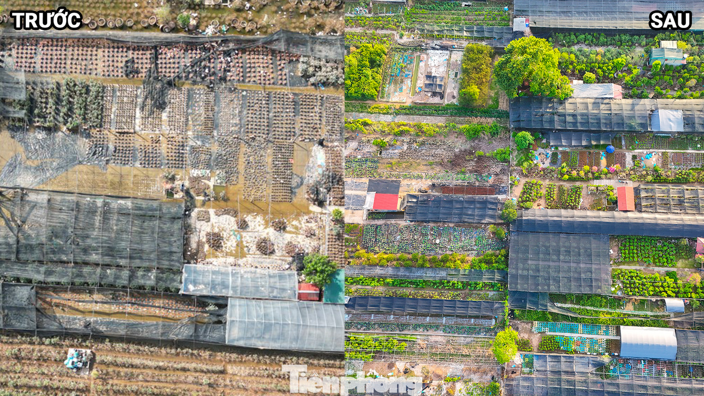 Trao đổi với PV báo Tiền Phong, ông Nguyễn Quốc Trị - Chủ tịch Hội nông dân xã Phụng Công (huyện Văn Giang, Hưng Yên) cho biết, đợt lũ vừa qua gây thiệt hại 90% diện tích cây cảnh ở địa phương; ước tính thiệt hại hơn 800 triệu đồng/héc ta. Trao đổi với PV báo Tiền Phong, ông Nguyễn Quốc Trị - Chủ tịch Hội nông dân xã Phụng Công (huyện Văn Giang, Hưng Yên) cho biết, đợt lũ vừa qua gây thiệt hại 90% diện tích cây cảnh ở địa phương; ước tính thiệt hại hơn 800 triệu đồng/héc ta.