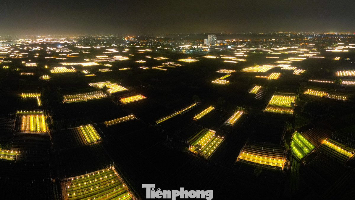 Ánh sáng lung linh phát ra từ cánh đồng hoa Tây Tựu được nhiều người ví như 'một thành phố hoa' của Hà Nội.