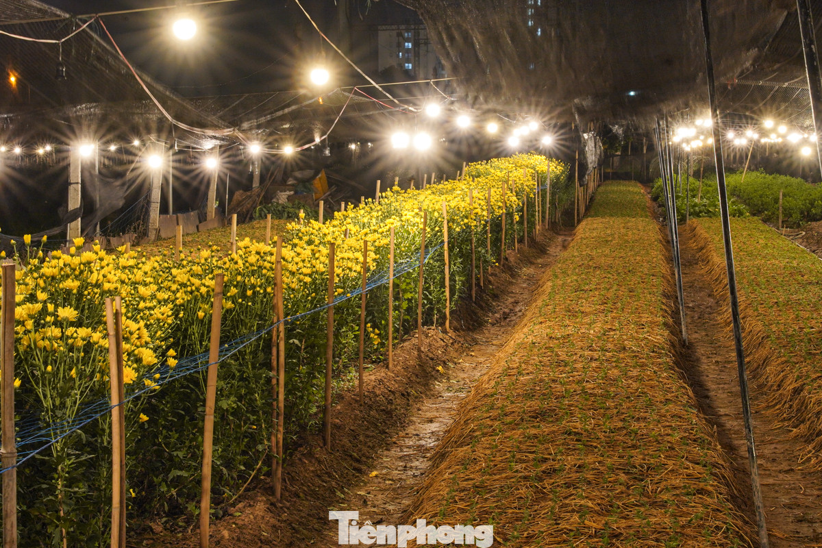 Một số vườn chỉ vừa mới được gieo trồng để cho kịp thu hoạch chính vụ dịp Tết.