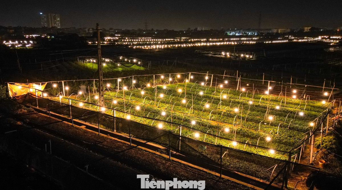 Được biết, làng hoa Tây Tựu hiện có khoảng 300 ha đất trồng hoa, đây là nơi cung cấp hoa tươi chủ yếu cho nội thành Hà Nội và các tỉnh lân cận.