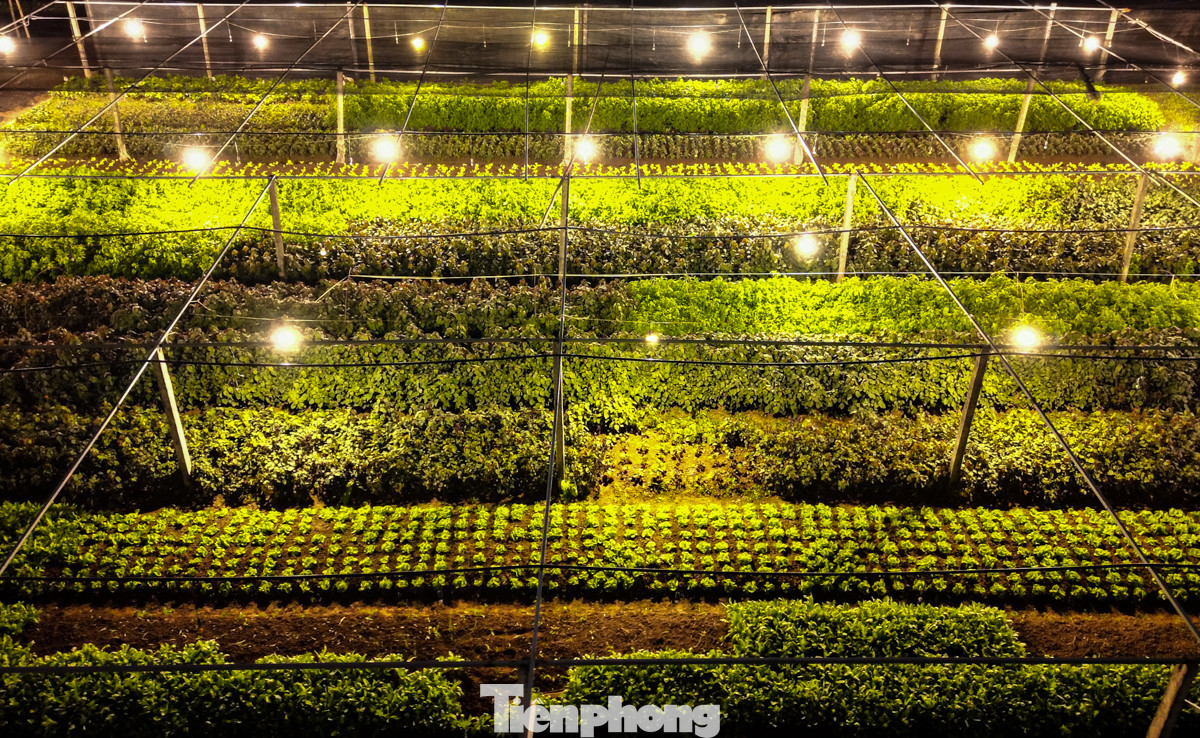 Những ruộng hoa được người nông dân chăm sóc ngày đêm, mang theo hy vọng về một vụ mùa Tết bội thu.