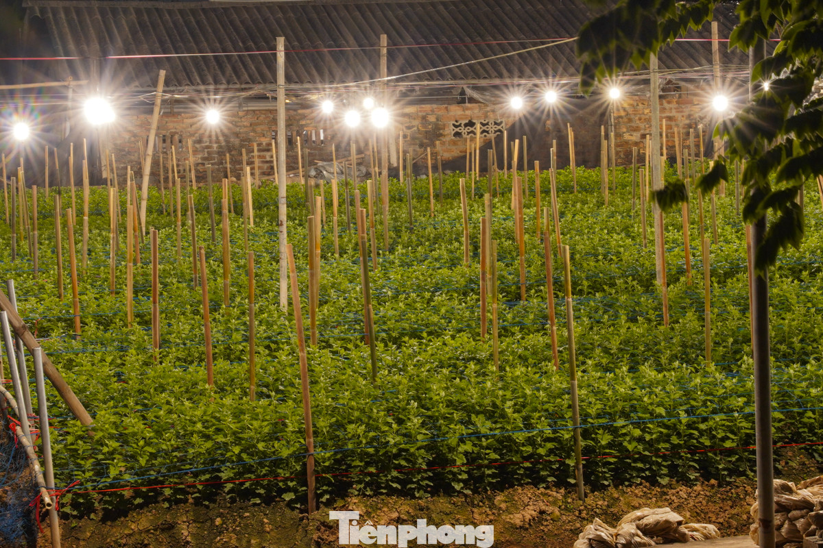 Để có được lứa hoa phục vụ người dân chơi dịp Tết, nhiều hộ trồng hoa gieo trồng hoa cúc cách đây khoảng nửa tháng, hiện nhiều luống hoa đã phát triển cao hơn mặt đất từ 20-40 cm.