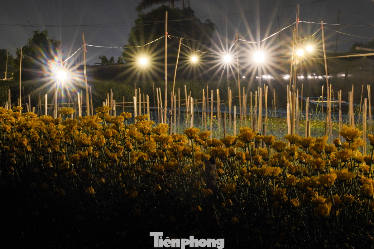 Cúc vàng, cúc trắng, hoa ly, hoa hồng... là những loại hoa chủ đạo của làng hoa Tây Tựu.