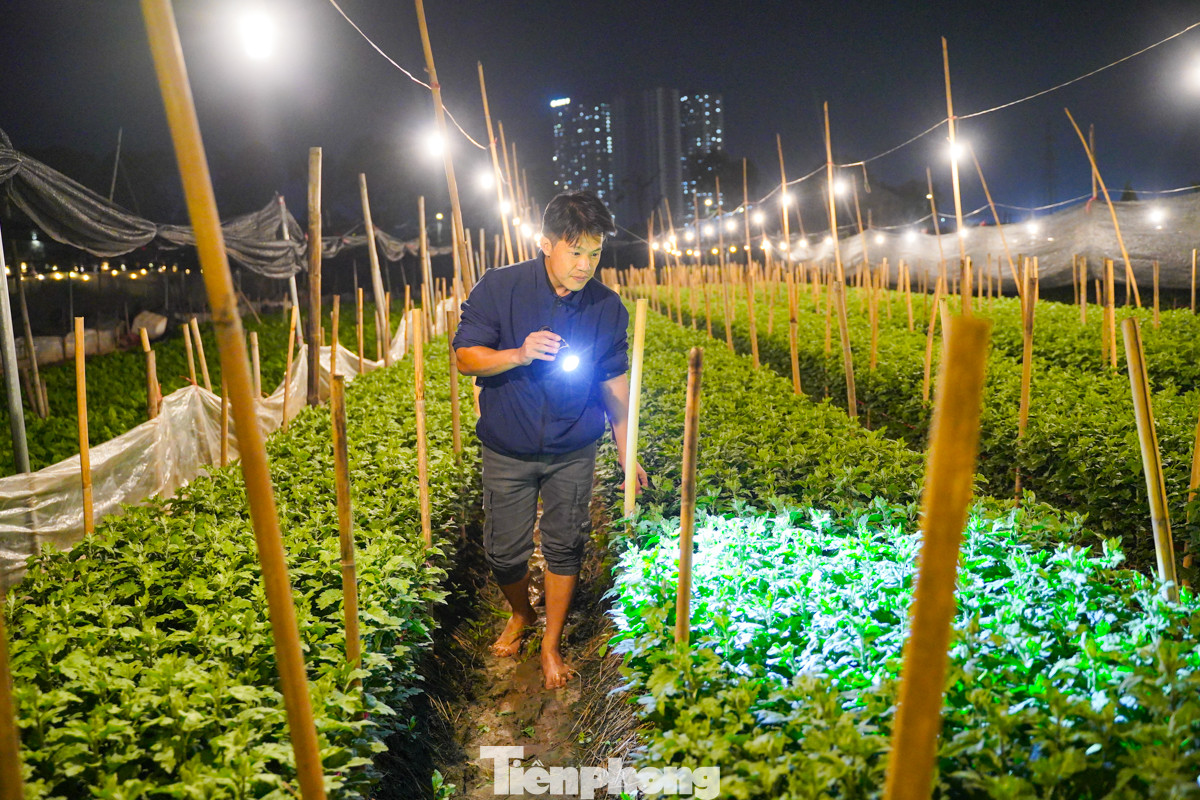 Hàng ngày, ngoài việc chong đèn về đêm, anh Đạt còn phải thường xuyên thức canh vườn để bảo vệ hoa khỏi các loài gây hại như ốc, sâu bọ, và chuột....