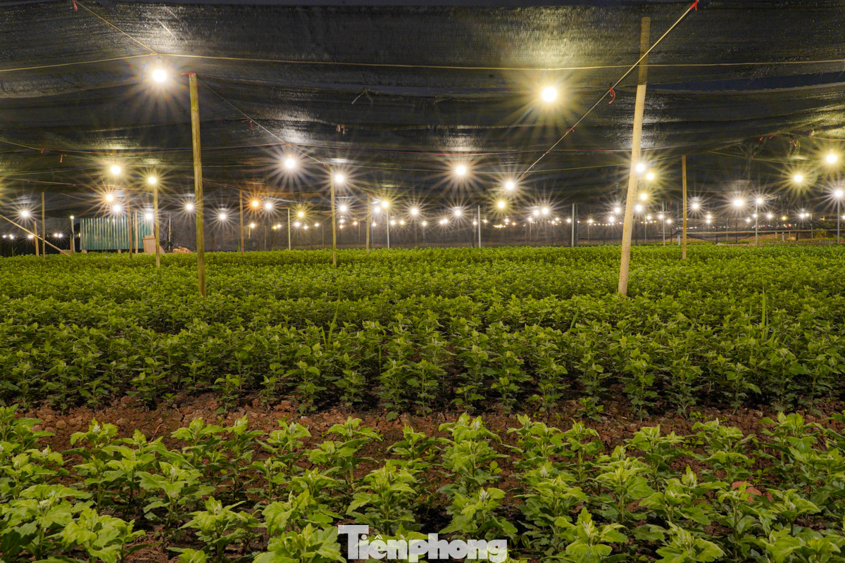 Việc thắp đèn điện liên tục sẽ kích thích hoa nở đều và màu sắc bắt mắt hơn.