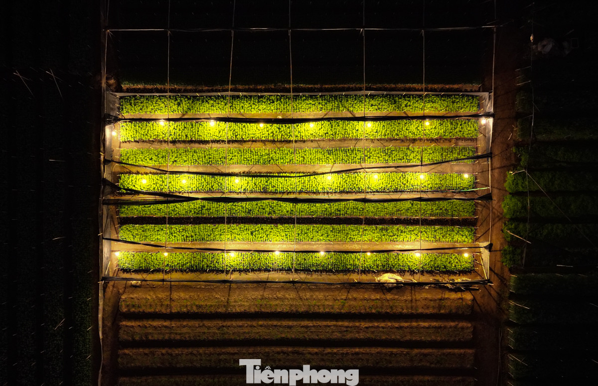 Dịp này, người dân thường xuyên thắp đèn xuyên đêm để thúc hoa nở đúng dịp Tết. Ánh sáng vàng được thắp lên từ hàng trăm bóng đèn huỳnh quang loại nhỏ công suất 15 - 20W.