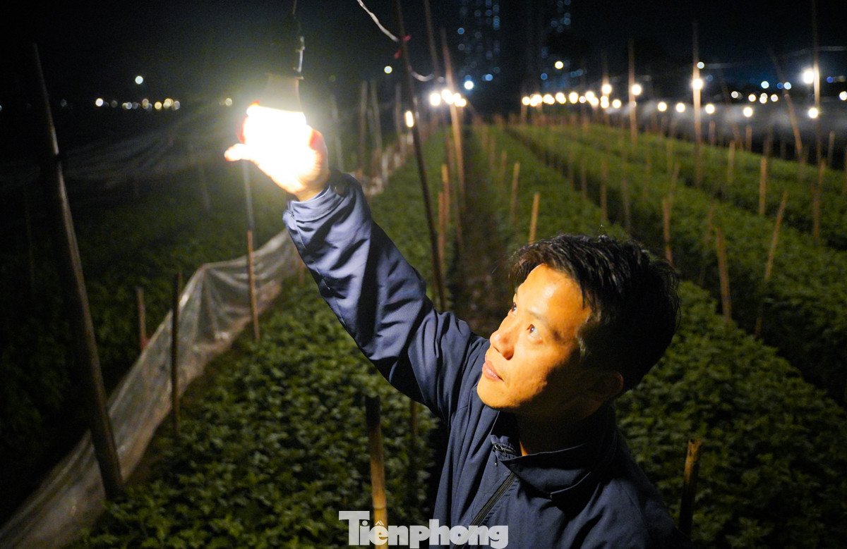 Anh Đặng Tiến Đạt, một người trồng hoa cúc lâu năm ở làng Tây Tựu cho biết, việc có hoa nở đúng vào dịp Tết là một quá trình vất vả và đòi hỏi sự chăm sóc tỉ mỉ. "Hoa cúc thường mất khoảng 3-4 tháng để thu hoạch, và vườn nhà tôi hiện có hơn 40.000 bông. Tôi hy vọng rằng việc chong đèn sẽ giúp cho vườn hoa của mình nở những bông hoa đẹp nhất trong dịp Tết này", anh Đạt cho biết.