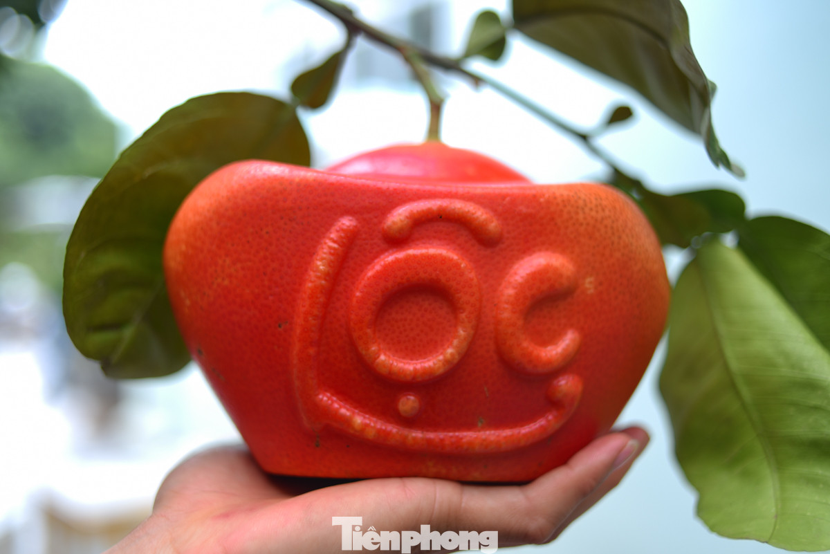 Không chỉ có bưởi đỏ thường, người dân nơi đây còn tạo hình thỏi vàng "tài - lộc" cho bưởi. "Bưởi tạo hình giá cao hơn rất nhiều bởi sự kỳ công trong việc làm khuôn, chăm sóc quả. Giá bưởi tạo hình chữ tài, lộc dao động 400.000 đồng - 600.000 đồng/cặp", anh Lương Quyết chia sẻ.