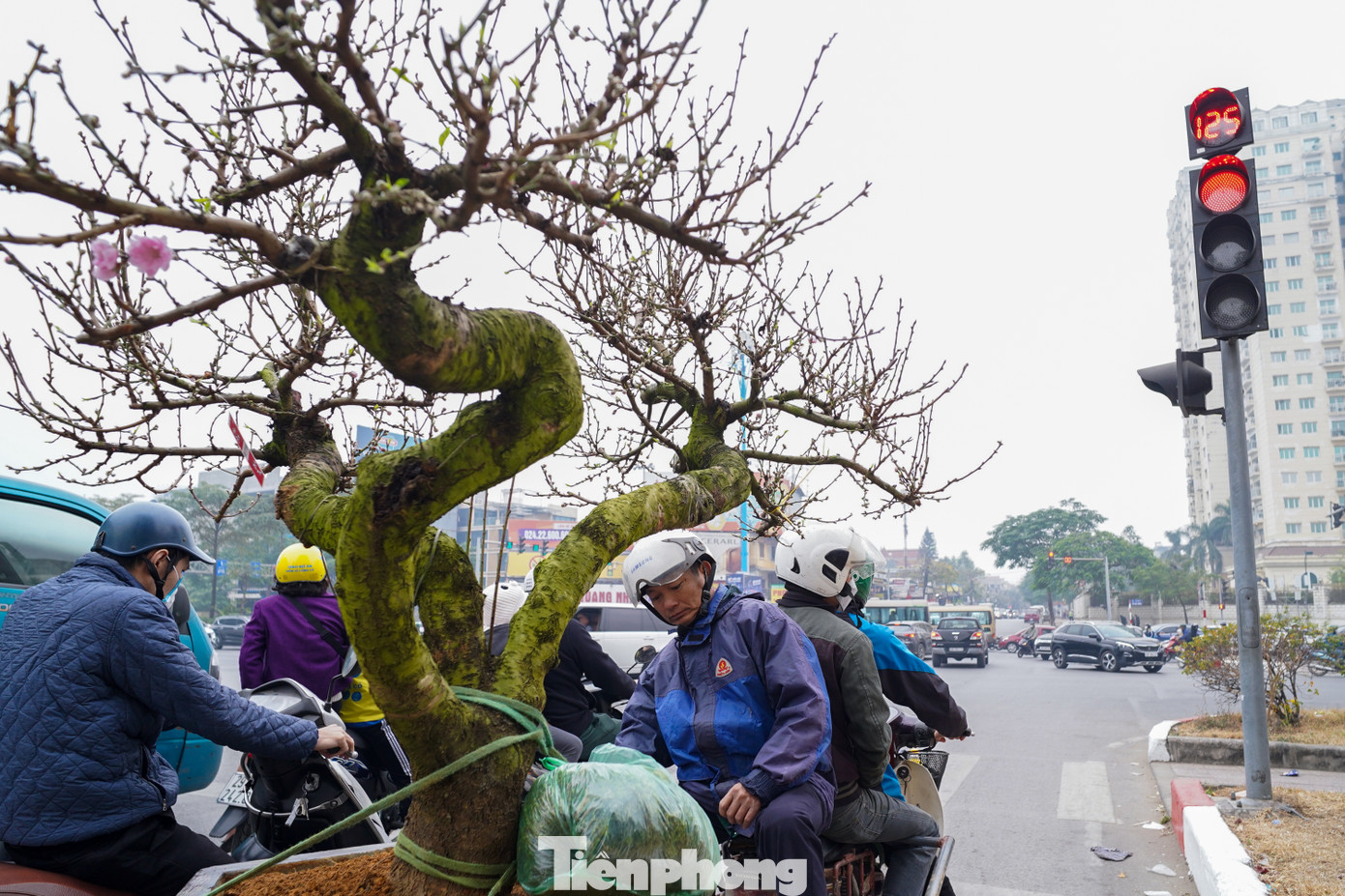 Nhiều người làm nghề vận chuyển đào Tết phải mặc áo mưa để tránh rét vào sáng sớm. Nhiều người làm nghề vận chuyển đào Tết phải mặc áo mưa để tránh rét vào sáng sớm.