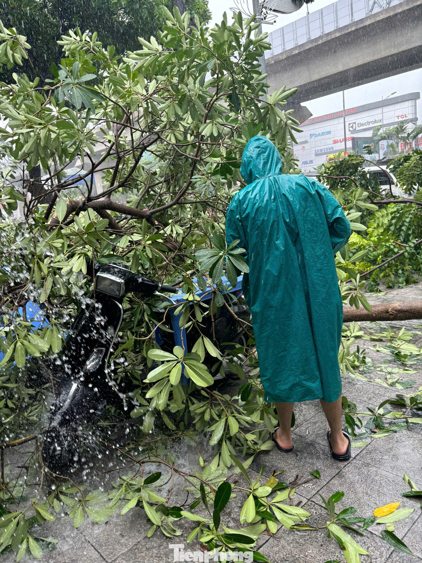 Nhiều xe máy đang đỗ trên vỉa hè không may bị cây gãy đổ trúng. Nhiều xe máy đang đỗ trên vỉa hè không may bị cây gãy đổ trúng.