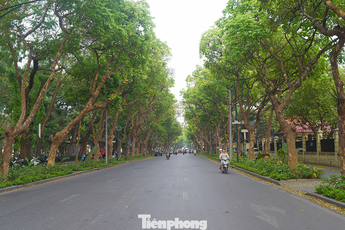 Đường Trần Phú cũng sở hữu những tán cây to rộng, giúp cho việc đi lại của người dân trong ngày hè đỡ phần vất vả.