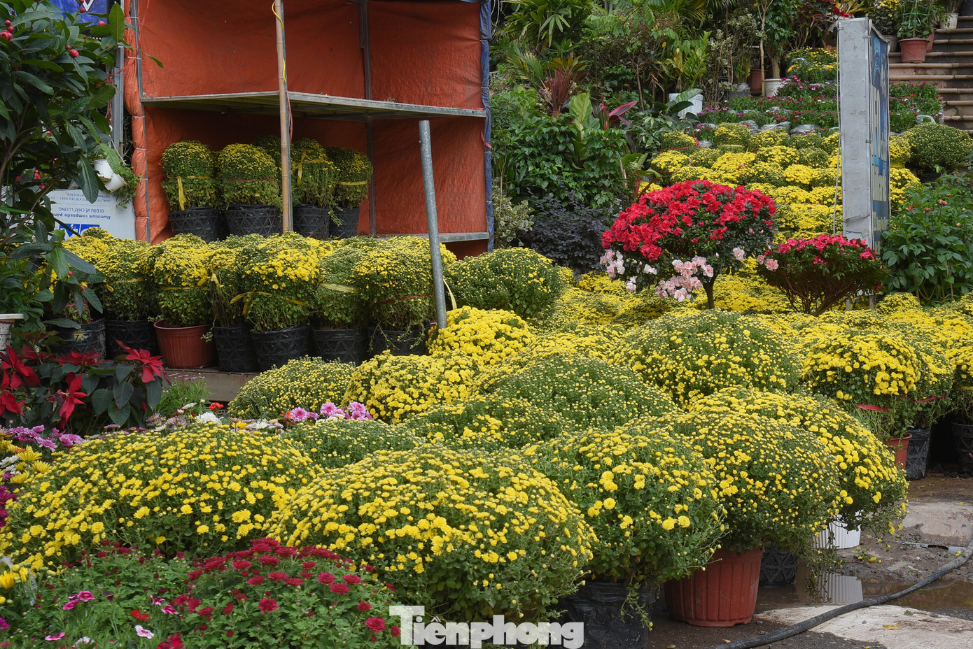 Vài năm trở lại đây, ngoài hoa đào và quất, người Hà Nội còn chơi cúc mâm xôi - loài hoa đặc trưng của phương Nam.