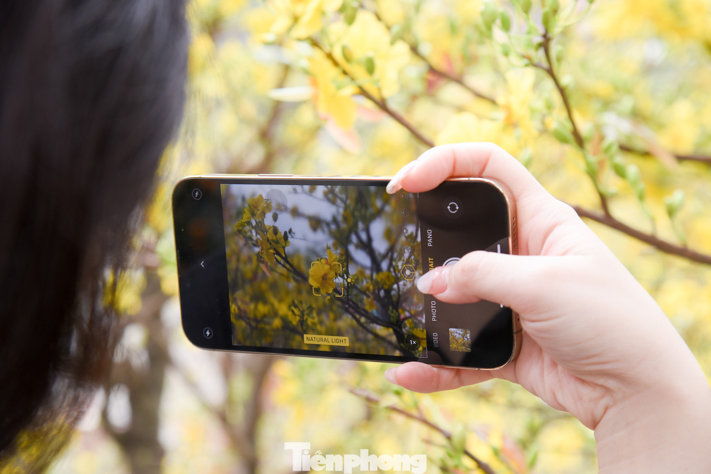 Hoa mai vàng dưới ánh nắng Hà Nội trở nên thật lung linh.