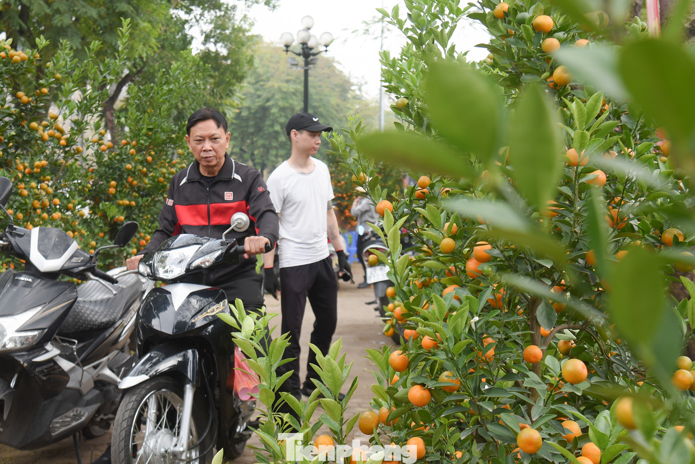 Sau hoa đào, đứng thứ hai "bảng xếp hạng" bán chạy hàng là quất cảnh.