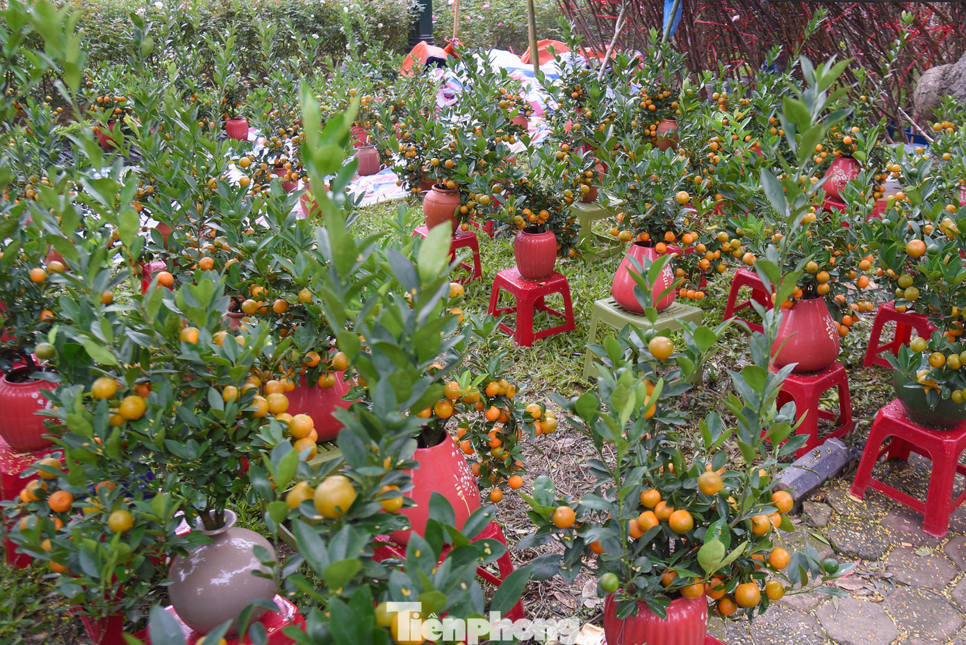 Giá dao động những chậu quất cảnh nhỏ hiện tại khoảng 200.000 - 300.000 đồng/chậu, phù hợp với kinh tế hầu hết mọi nhà.