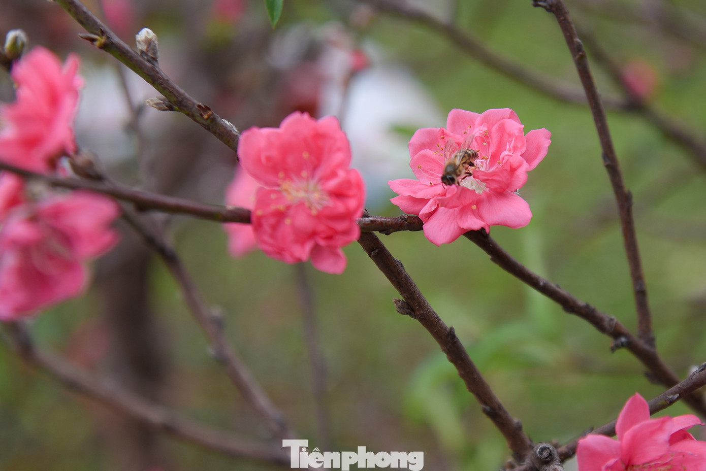 Sắc đỏ hoa đào khiến cho không khí Tết trở nên rực rỡ.