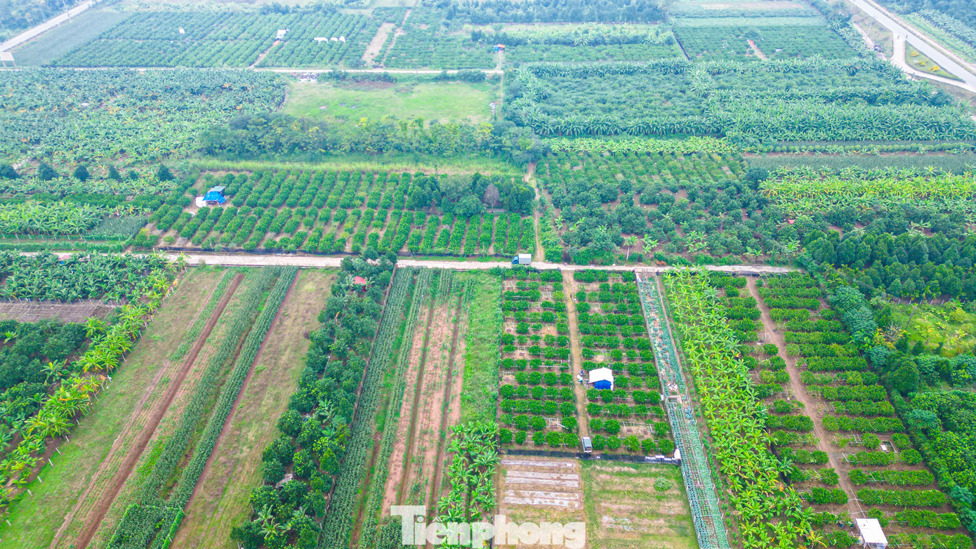 Cứ dịp cuối năm, các nhà vườn trồng phật thủ tại xã Đắc Sở (Hoài Đức, Hà Nội) lại tất bật chăm sóc cây để phục vụ nhu cầu bày mâm ngũ quả cho Tết Dương lịch và Tết Âm lịch của người dân.