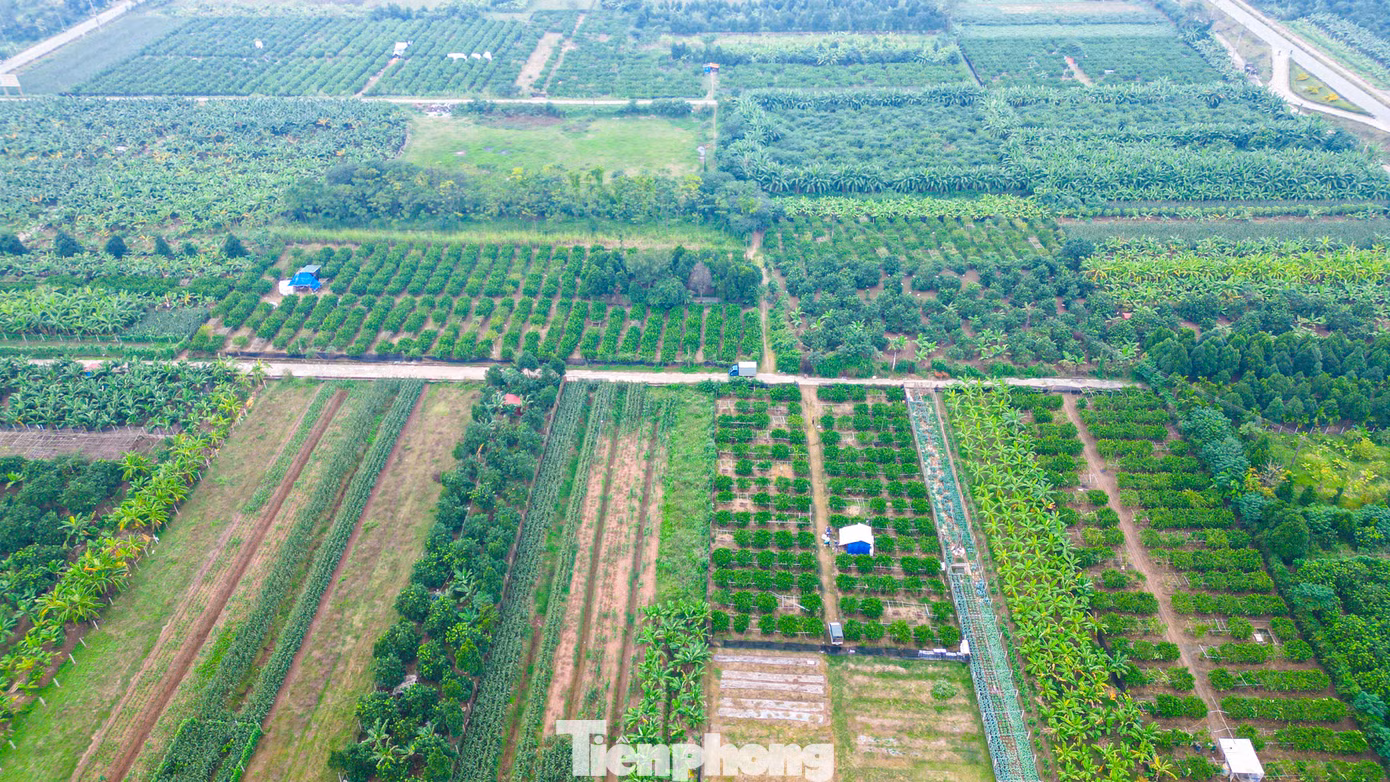 Cứ dịp cuối năm, các nhà vườn trồng phật thủ tại xã Đắc Sở (Hoài Đức, Hà Nội) lại tất bật chăm sóc cây để phục vụ nhu cầu bày mâm ngũ quả cho Tết Dương lịch và Tết Âm lịch của người dân.