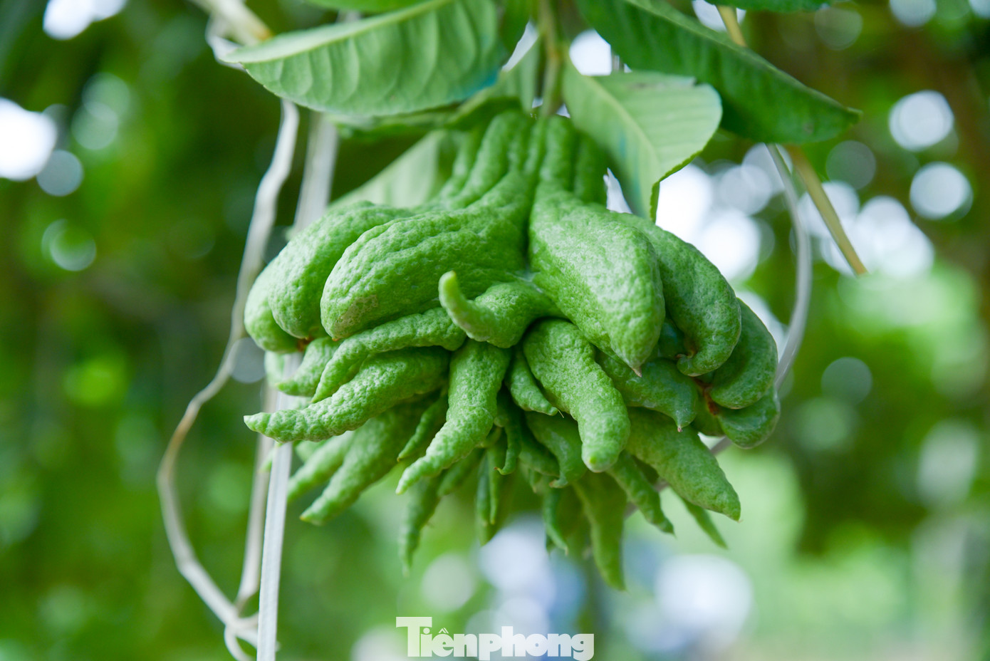 Giá một quả phật thủ hiện dao động từ 50-150 nghìn đồng/quả, tuỳ vào độ đẹp, kích thước. Có những quả đặc biệt to, nhiều múi, giống bàn tay Phật có thể có giá lên tới hàng triệu đồng.