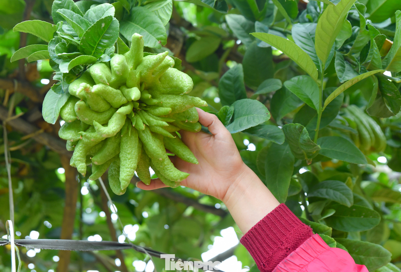 Giá một quả phật thủ hiện dao động từ 50-150 nghìn đồng/quả, tuỳ vào độ đẹp, kích thước. Có những quả đặc biệt to, nhiều múi, giống bàn tay Phật có thể có giá lên tới hàng triệu đồng.