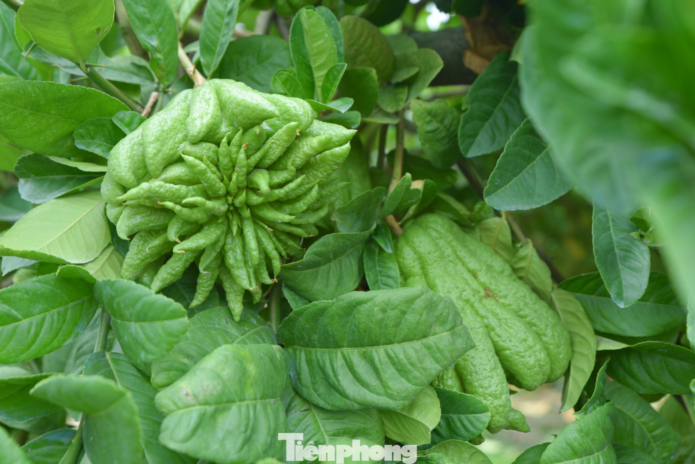 Theo quan niệm dân gian, trưng bày quả phật thủ trong dịp Tết, "bàn tay" ấy tượng trưng như bàn tay của Phật - có thể che chở, bảo vệ cho gia đình được bình an; năm mới sung túc, ấm no và khỏe mạnh.