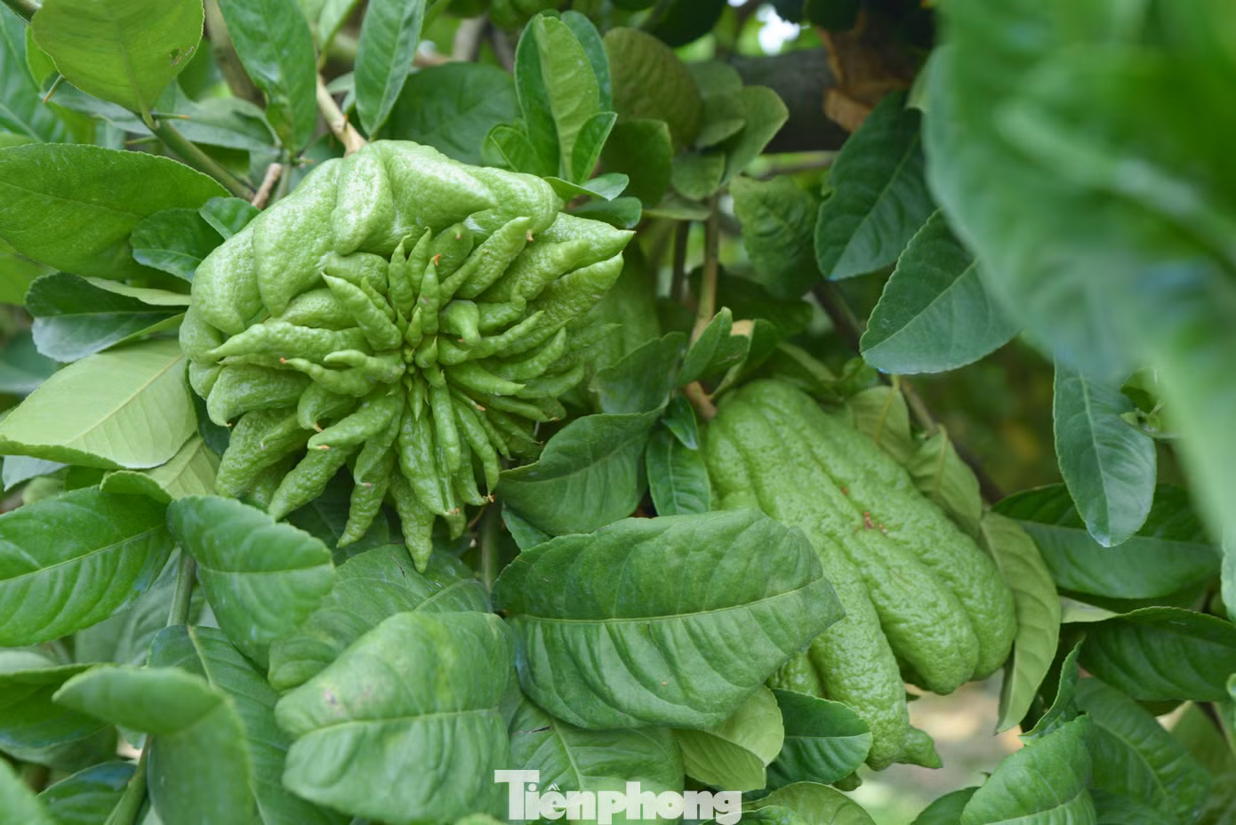 Theo quan niệm dân gian, trưng bày quả phật thủ trong dịp Tết, "bàn tay" ấy tượng trưng như bàn tay của Phật - có thể che chở, bảo vệ cho gia đình được bình an; năm mới sung túc, ấm no và khỏe mạnh.