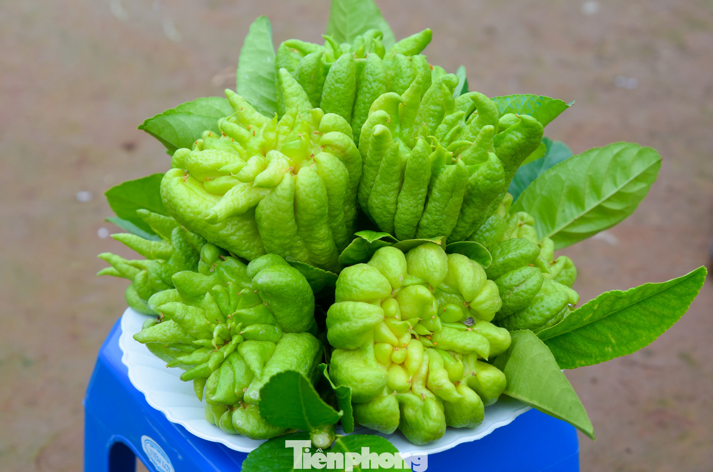 Ngày càng có nhiều người chọn mua phật thủ về bày mâm ngũ quả trong dịp tết.